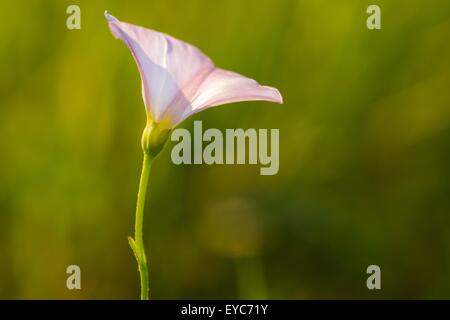 Close up of wild pink bindweed flower. Beautiful wild flower growing on uncultivated fields and meadows Stock Photo