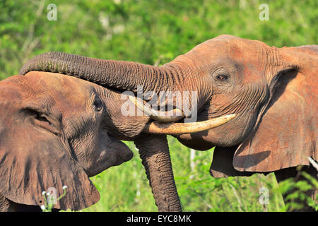 Fighting African Elephant bulls (Loxodonta africana), Tsavo West, Kenya Stock Photo