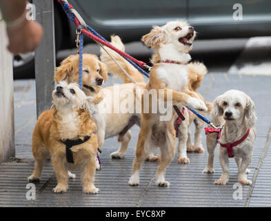 Series of images showing  dogs animated expressions and reactions as they wait for owner outside shop. search ajd123 to see all images. Stock Photo
