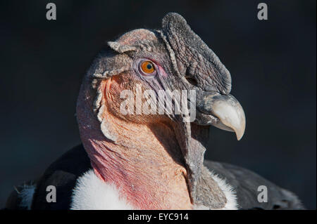 Andean condor (Vultur gryphus), male, portrait, captive, Germany Stock Photo