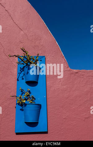 Crassula in blue pots, Firostefani, Santorini, Cyclades, Greek Islands, Greece Stock Photo