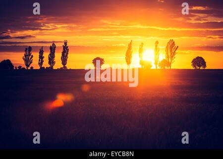 Vintage photo of vibrant sunset over field. Close up of cloudy sky sunset and trees silhouettes.