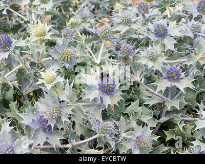 Bee on sea holly at Loe Bar, Cornwall Stock Photo