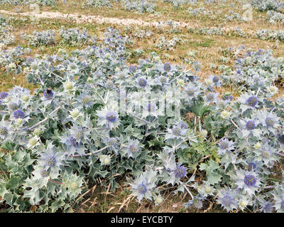 sea holly at Loe Bar, Cornwall Stock Photo