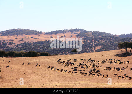 Herd of purebred bulls on beautiful spanish pasture Stock Photo