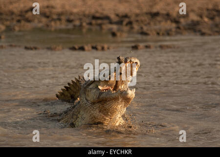 Nile crocodile (Crocodylus niloticus) with head raised out the water chewing on a leg of a female Impala. Stock Photo