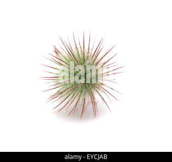 Geum Rivale on a white background Stock Photo