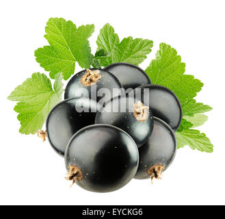Black currants isolated on white. Stock Photo