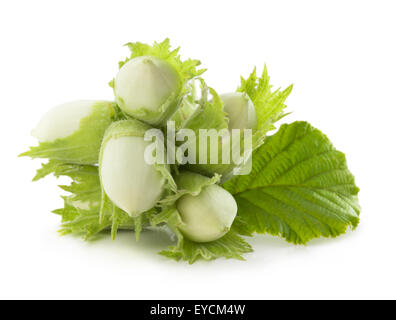 green hazelnut isolated on the white background. Stock Photo