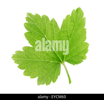 Currant leaf isolated on the white background. Stock Photo
