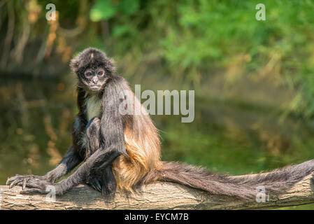Portrait of Geoffroy's spider monkey (Ateles geoffroyi sitting on a tree Stock Photo