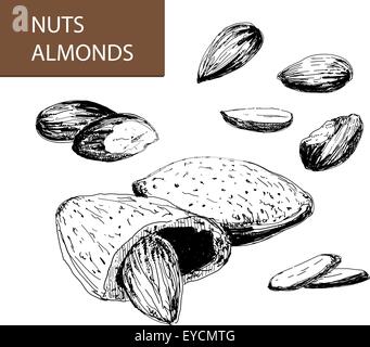 Nuts. Almonds Stock Vector