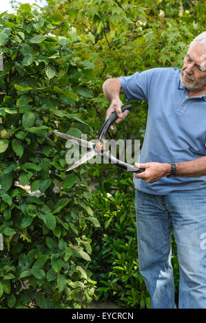 Senior man trimming hedge with shears. Stock Photo