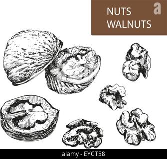Nuts. Walnuts. Stock Vector