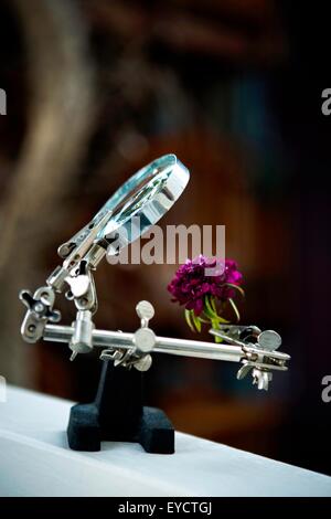 Quirky flower arrangements with carnation and magnifying glass on clamp Stock Photo