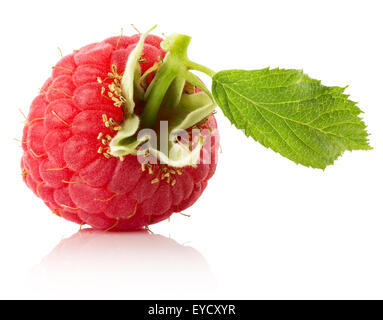single raspberry isolated on the white background. Stock Photo