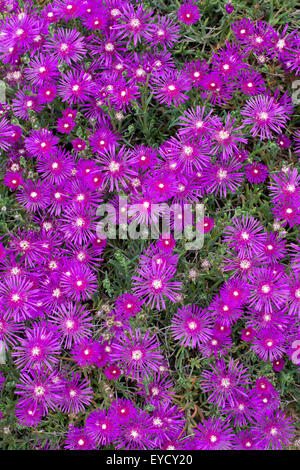 Delosperma cooperi. Trailing Ice Plant flowering Stock Photo