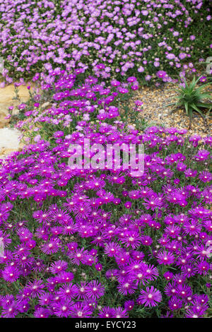 Delosperma cooperi. Trailing Ice Plant flowering Stock Photo