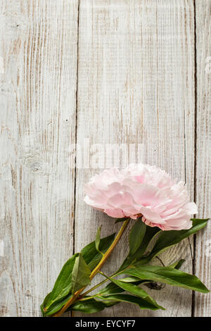 Beautiful Pink peonies flowers on wood background Stock Photo