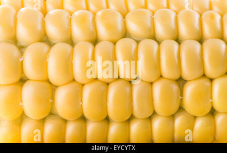 close up of fresh corn ear. Stock Photo