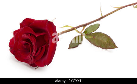 dark red rose isolated on the white background. Stock Photo