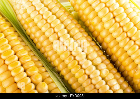 close up of fresh corn ears. Stock Photo