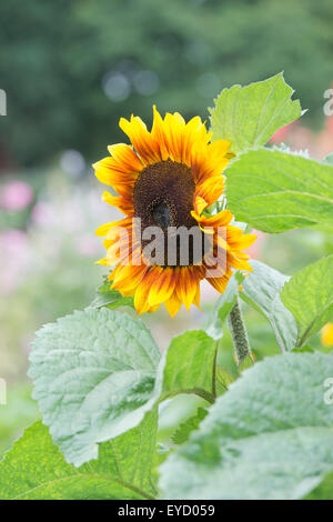 Sunflower Helios Flame Stock Photo - Alamy