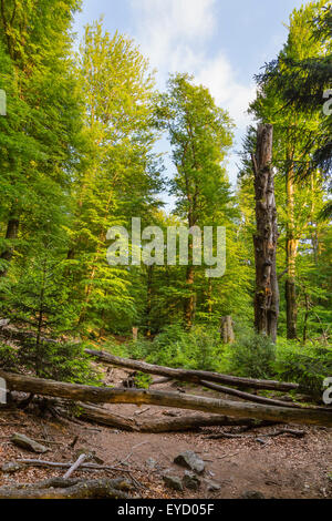 Several fallen trees blocking a footpath in a forest in the Ardennes, Belgium Stock Photo