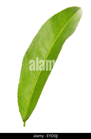 lemon leaf isolated on the white background. Stock Photo