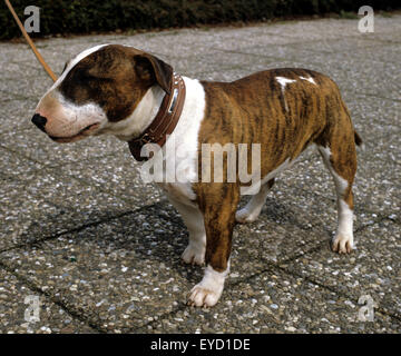 Bullterrier Stock Photo