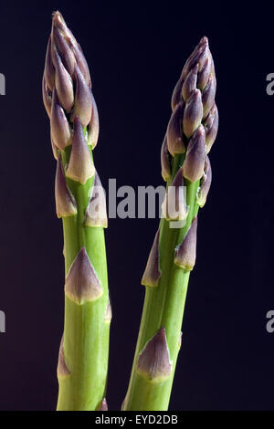 Spargelspitzen, Spargel, gruener, Asparagus officinalis, Stock Photo