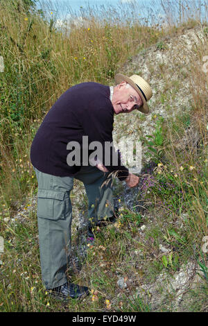 Senior collecting herbs, thyme Stock Photo