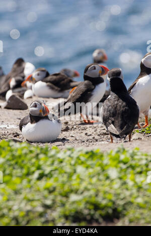 fratercula arctica Puffins on the Farne Islands off Seahouses Northumberland England United Kingdom Stock Photo