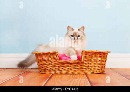 Birman cat in basket at the floor Stock Photo