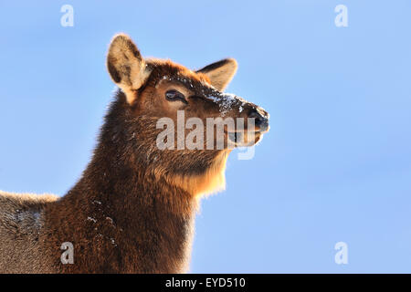 A portrait image of a wild cow elk,  Cervus elaphus, against a blue sky background in Jasper National Park,  Alberta Canada. Stock Photo