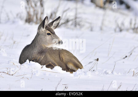 A female mule deer, Odocoileus hemionus, laying in the fresh snow in rural Alberta Canada Stock Photo