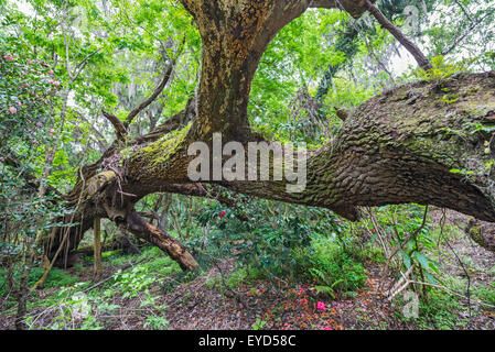 Annual Spring Garden Festival at Kanapaha Botanical Gardens in Gainesville, Florida. Stock Photo