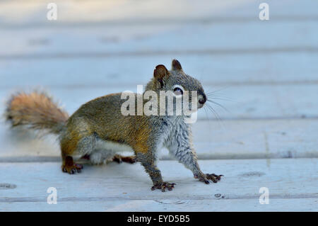 A wild red squirrel Tamiasciurus hudsonicus;  on an outdoor board walk near Hinton Alberta Canada. Stock Photo