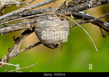 Yellow jacket wasps 'Vespula maculifrons',  building a nest Stock Photo
