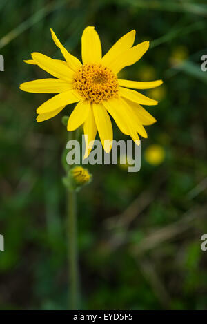 Arnica montana, yellow wild  mountain flower Stock Photo