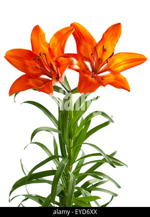 Orange lily isolated on white Stock Photo