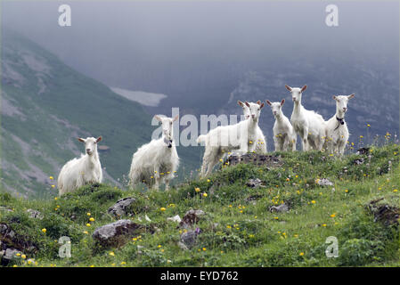 Ziegen auf Weide im Appenzellerland in der Schweiz, - Stock Photo