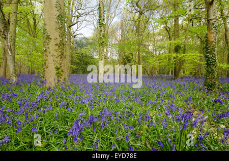 Bluebells in a woodland in West Sussex, England Stock Photo - Alamy