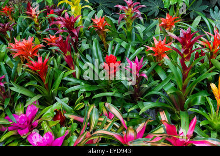 Annual Spring Garden Festival at Kanapaha Botanical Gardens in Gainesville, Florida. Stock Photo