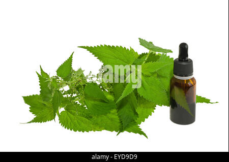 Nettle extract and wild nettle Stock Photo