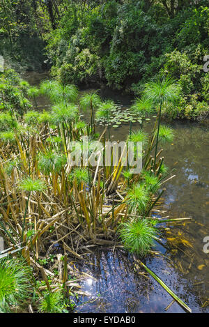 Annual Spring Garden Festival at Kanapaha Botanical Gardens in Gainesville, Florida. Stock Photo