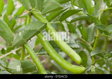 Close up of broad bean pods on a plant in an allotment. UK Stock Photo