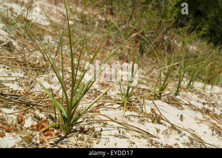 Sand sedge (Carex arenaria) growing in sand dunes. Stock Photo