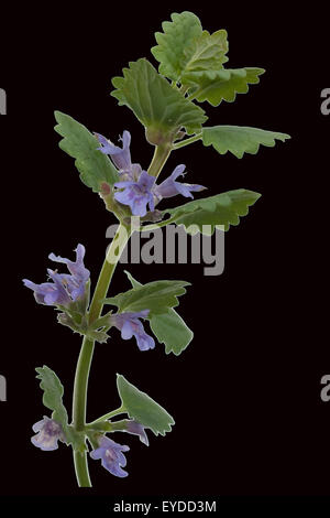 Gundelrebe; Glechoma, hederacea; essbar Stock Photo