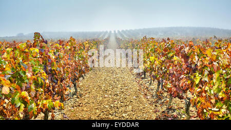 Rows of vines in a vineyard. Rioja alavesa wine route. Alava. Basque country. Spain Stock Photo